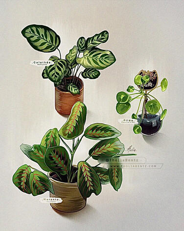 Studies-plants02